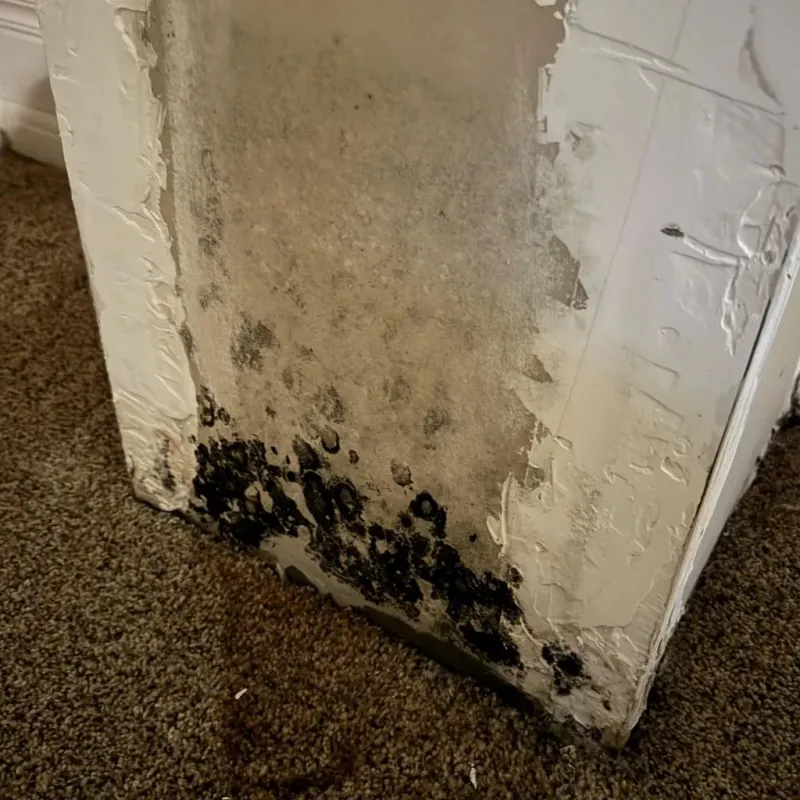 Professional Mold Removal in Salisbury, NC